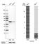 OTU Deubiquitinase With Linear Linkage Specificity antibody, HPA051074, Atlas Antibodies, Western Blot image 