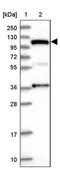 Integrator Complex Subunit 4 antibody, PA5-59962, Invitrogen Antibodies, Western Blot image 