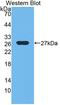Ephrin A3 antibody, LS-C695162, Lifespan Biosciences, Western Blot image 