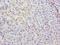 Methyltransferase Like 25 antibody, LS-C399662, Lifespan Biosciences, Immunohistochemistry frozen image 