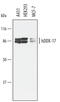 DEAD-Box Helicase 17 antibody, AF4530, R&D Systems, Western Blot image 