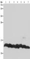 Histone Cluster 4 H4 antibody, TA350047, Origene, Western Blot image 