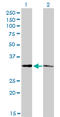 Mediator Complex Subunit 27 antibody, LS-C133589, Lifespan Biosciences, Western Blot image 