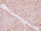 Transmembrane P24 Trafficking Protein 9 antibody, PA5-21422, Invitrogen Antibodies, Immunohistochemistry paraffin image 