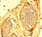 Adhesion Molecule With Ig Like Domain 1 antibody, LS-C399029, Lifespan Biosciences, Immunohistochemistry paraffin image 