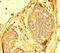 Adhesion Molecule With Ig Like Domain 1 antibody, LS-C399029, Lifespan Biosciences, Immunohistochemistry paraffin image 