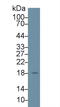 TP antibody, LS-C314822, Lifespan Biosciences, Western Blot image 