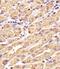 Glutathione Synthetase antibody, MBS9214860, MyBioSource, Immunohistochemistry paraffin image 