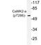 Calcium/Calmodulin Dependent Protein Kinase II Alpha antibody, LS-C178078, Lifespan Biosciences, Western Blot image 