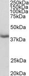 Mortality Factor 4 Like 1 antibody, EB06079, Everest Biotech, Western Blot image 