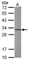 Acidic Nuclear Phosphoprotein 32 Family Member A antibody, NBP2-15412, Novus Biologicals, Western Blot image 