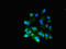 Ral Guanine Nucleotide Dissociation Stimulator Like 2 antibody, CSB-PA019625LA01HU, Cusabio, Immunofluorescence image 