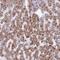 Ankyrin Repeat Domain 13B antibody, NBP2-14293, Novus Biologicals, Immunohistochemistry frozen image 