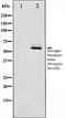 NFKB Inhibitor Beta antibody, orb106253, Biorbyt, Western Blot image 