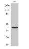 Protein Phosphatase, Mg2+/Mn2+ Dependent 1K antibody, A04319, Boster Biological Technology, Western Blot image 