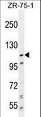 Protocadherin Alpha 8 antibody, LS-C163423, Lifespan Biosciences, Western Blot image 