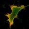 Kappa-type opioid receptor antibody, HPA067549, Atlas Antibodies, Immunofluorescence image 