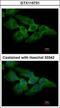 Makorin Ring Finger Protein 2 antibody, GTX115731, GeneTex, Immunofluorescence image 