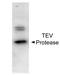 TEV Genome polyprotein antibody, orb344661, Biorbyt, Western Blot image 