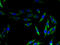 Opsin 5 antibody, A65386-100, Epigentek, Immunofluorescence image 