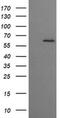 Chaperonin Containing TCP1 Subunit 8 Like 2 antibody, MA5-26103, Invitrogen Antibodies, Western Blot image 