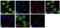 Raf-1 Proto-Oncogene, Serine/Threonine Kinase antibody, 711199, Invitrogen Antibodies, Immunofluorescence image 
