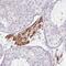 Fibroblast Growth Factor 17 antibody, PA5-62649, Invitrogen Antibodies, Immunohistochemistry frozen image 