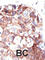 Ubiquilin 1 antibody, abx031567, Abbexa, Western Blot image 