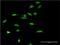 SWI/SNF Related, Matrix Associated, Actin Dependent Regulator Of Chromatin, Subfamily A, Member 5 antibody, H00008467-M02, Novus Biologicals, Immunofluorescence image 