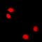 RuvB Like AAA ATPase 2 antibody, abx141642, Abbexa, Western Blot image 