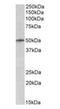Tripartite Motif Containing 35 antibody, orb18499, Biorbyt, Western Blot image 