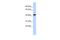 E2F2 antibody, PA5-41473, Invitrogen Antibodies, Western Blot image 