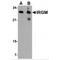 Immunity Related GTPase M antibody, MBS150611, MyBioSource, Western Blot image 