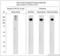 Synaptojanin 1 antibody, LS-C829338, Lifespan Biosciences, Western Blot image 