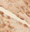 Kynurenine 3-monooxygenase antibody, FNab04669, FineTest, Immunohistochemistry frozen image 