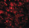 Ring Finger Protein 20 antibody, LS-B10108, Lifespan Biosciences, Immunofluorescence image 