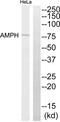 Amphiphysin antibody, abx014179, Abbexa, Western Blot image 