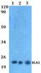 Relaxin 2 antibody, A04045, Boster Biological Technology, Western Blot image 