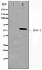 Stromelysin-1 antibody, TA347436, Origene, Western Blot image 