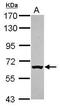 Rac GTPase-activating protein 1 antibody, PA5-29698, Invitrogen Antibodies, Western Blot image 