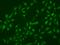 TLC Domain Containing 4 antibody, 203440-T02, Sino Biological, Immunohistochemistry frozen image 