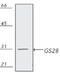 Golgi SNAP Receptor Complex Member 1 antibody, ADI-VAM-PT047-D, Enzo Life Sciences, Western Blot image 