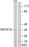 Olfactory Receptor Family 7 Subfamily A Member 10 antibody, abx015451, Abbexa, Western Blot image 