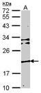 Transmembrane Protein 147 antibody, LS-C185937, Lifespan Biosciences, Western Blot image 