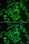 Casein Kinase 1 Epsilon antibody, LS-C331694, Lifespan Biosciences, Immunofluorescence image 