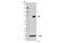 Interferon-induced GTP-binding protein Mx1 antibody, 37849S, Cell Signaling Technology, Western Blot image 