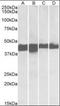 Creatine Kinase, M-Type antibody, orb195439, Biorbyt, Western Blot image 
