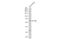 Lipoprotein Lipase antibody, NBP2-19364, Novus Biologicals, Western Blot image 