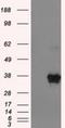 ERCC Excision Repair 1, Endonuclease Non-Catalytic Subunit antibody, NBP1-47733, Novus Biologicals, Western Blot image 
