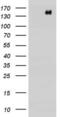 Erb-B2 Receptor Tyrosine Kinase 4 antibody, LS-C339247, Lifespan Biosciences, Western Blot image 